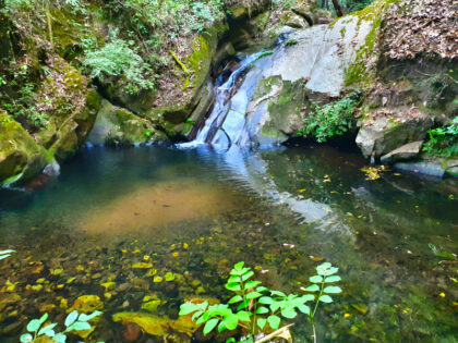 Serene forest stream with mossy rocks