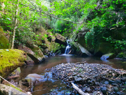 Lush forest creek with waterfall and rocks.