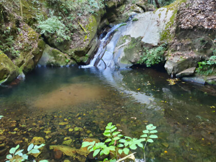 Tranquil forest pool with small waterfall and rocks.