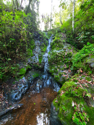 Forest stream flows over mossy rocks