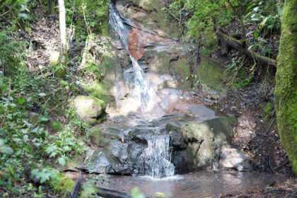 Small waterfall flowing in a lush forest.