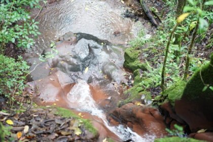 Rainforest waterfall with mossy rocks