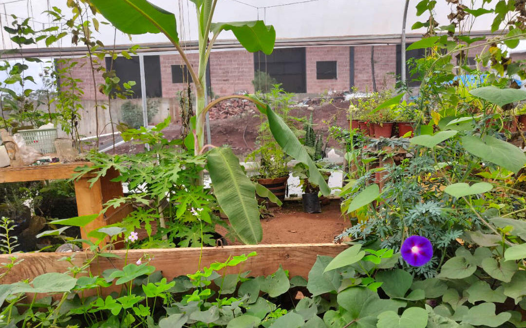 Greenhouse with diverse plants and flowering vines.