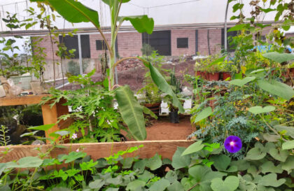 Greenhouse with diverse plants and flowering vines.